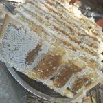 威海养蜂八月十五作为节点