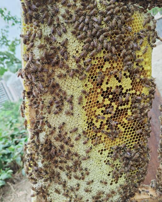两箱授粉蜂，割了20斤蜜