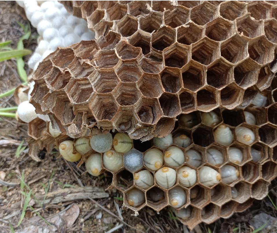 威海养蜂之清理大胡蜂