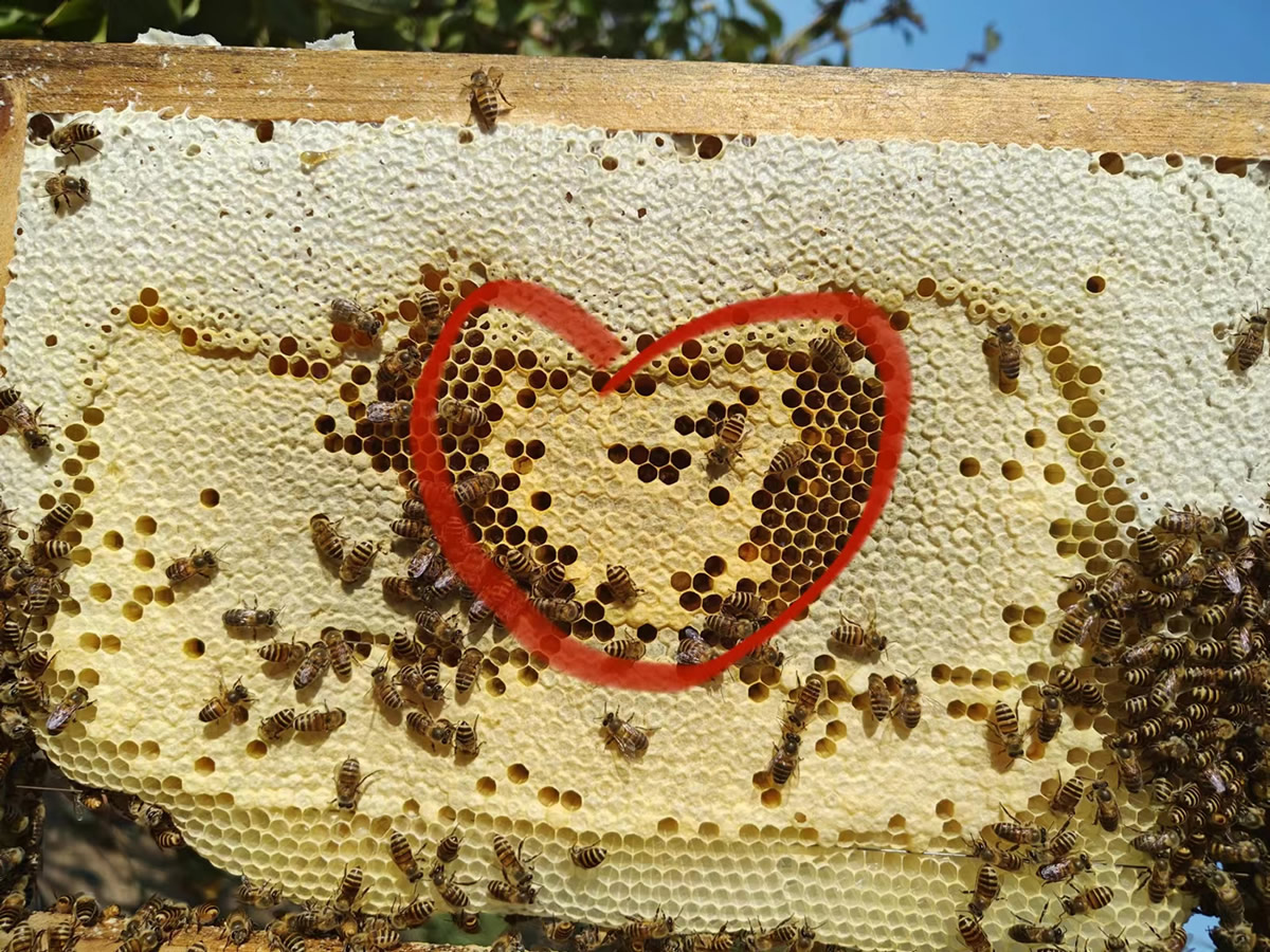 2023年威海养蜂秋天收获