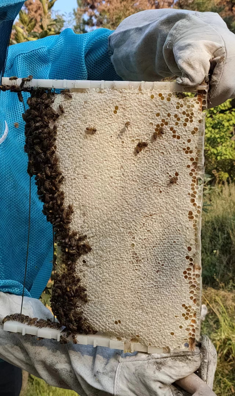 威海养蜂2023年秋天，收获中蜂蜜120斤左右