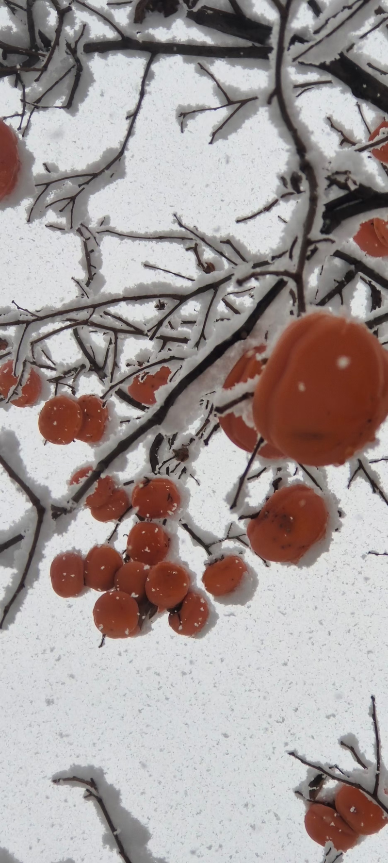 大雪节气迎来大雪